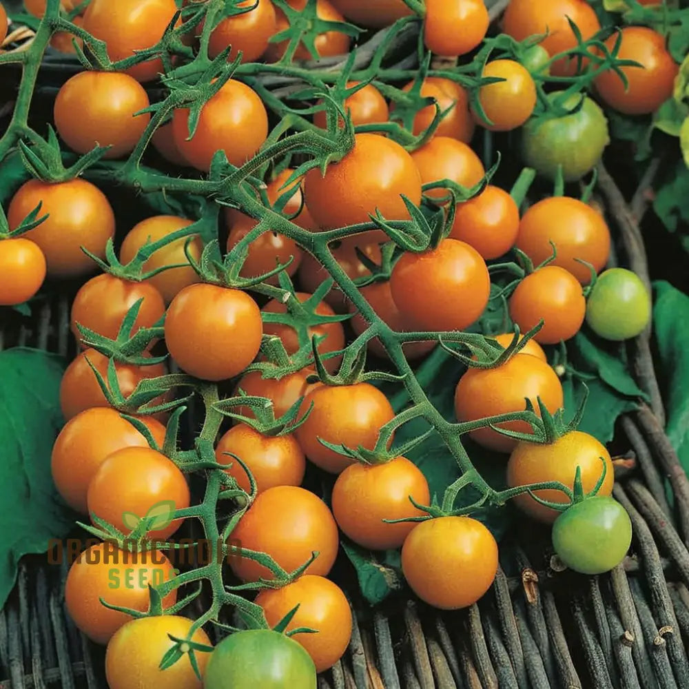 Sungold Tomato Seeds - Sweet And Flavorful Cherry Tomatoes For Your Garden