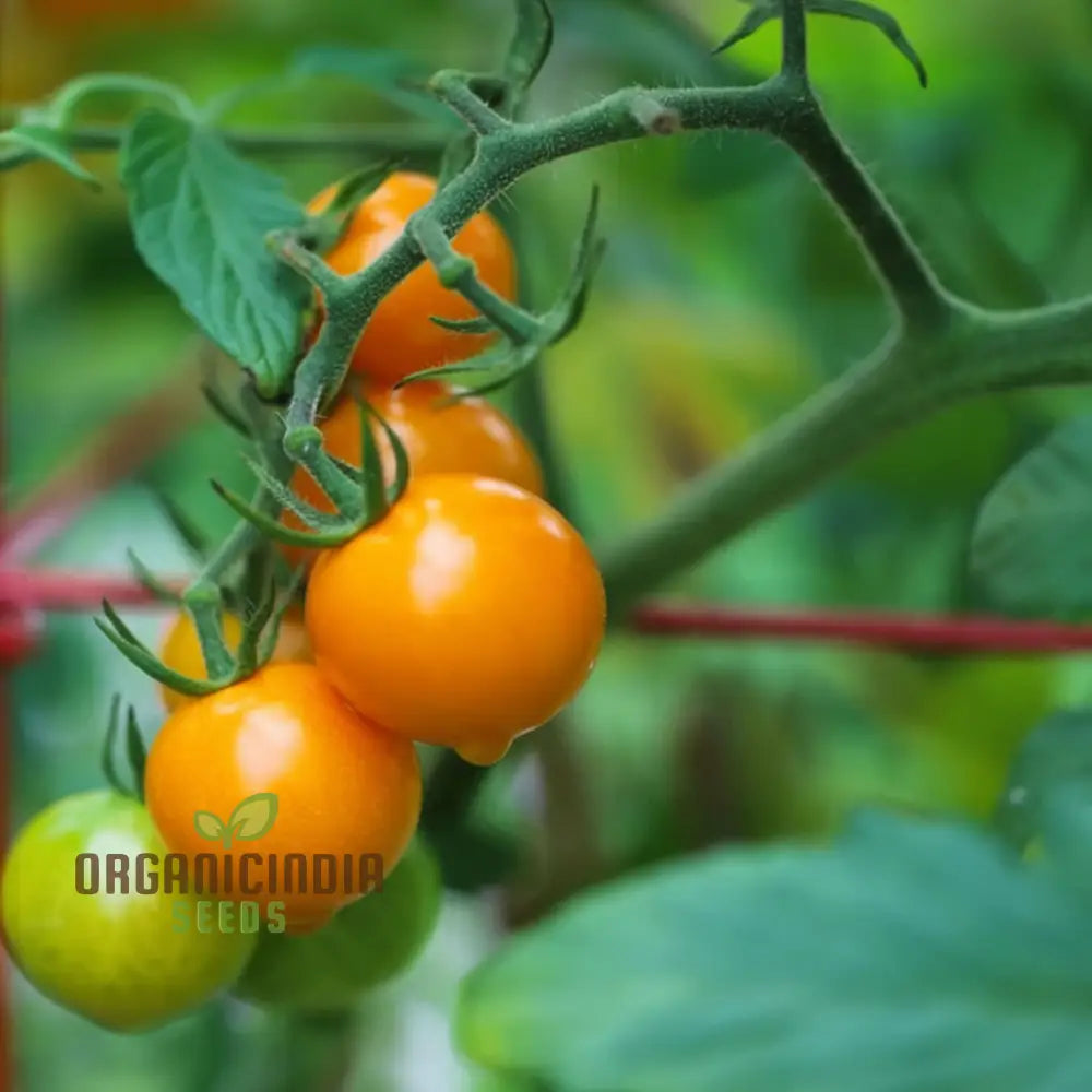 Sungold Tomato Seeds - Sweet And Flavorful Cherry Tomatoes For Your Garden