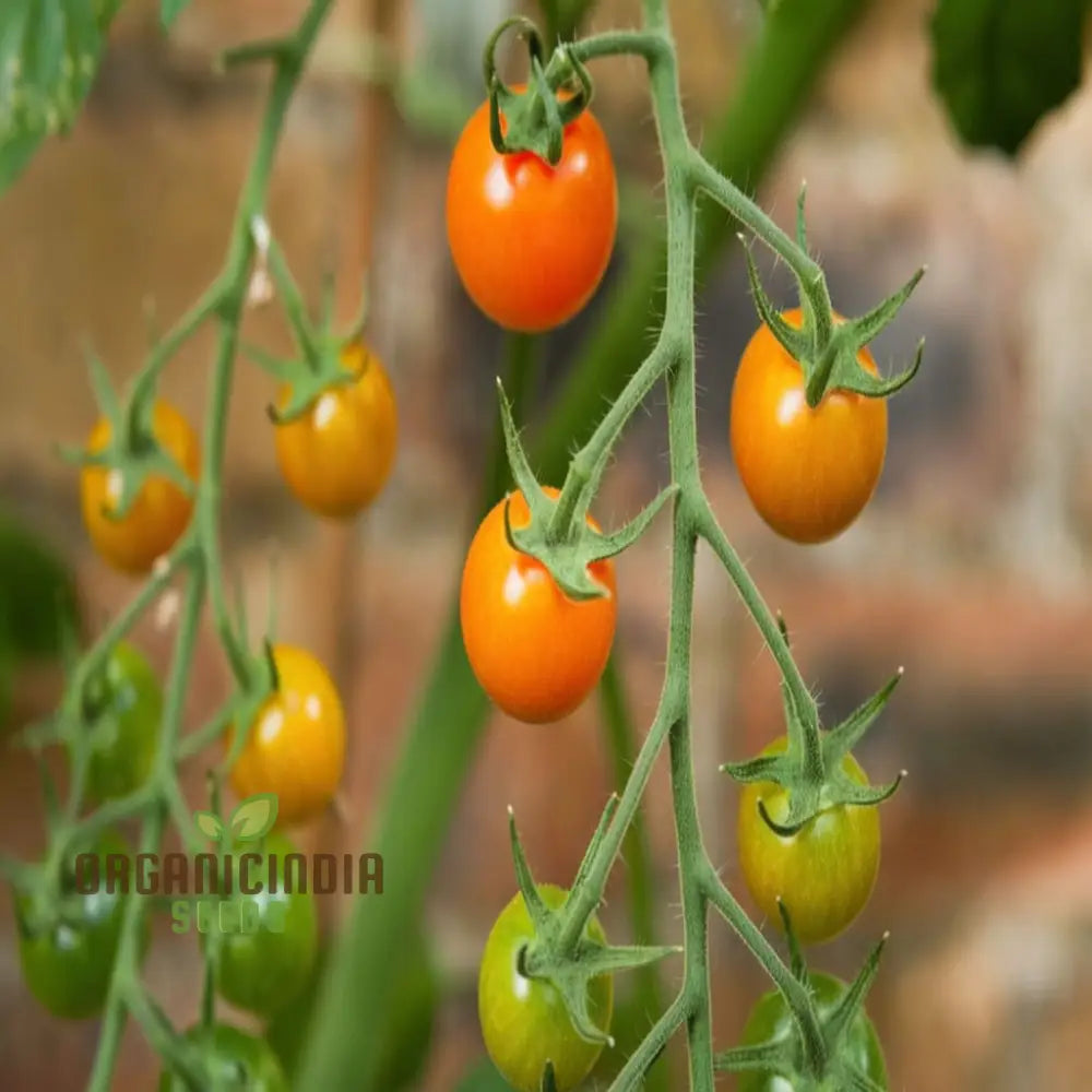 Sungold Tomato Seeds - Sweet And Flavorful Cherry Tomatoes For Your Garden