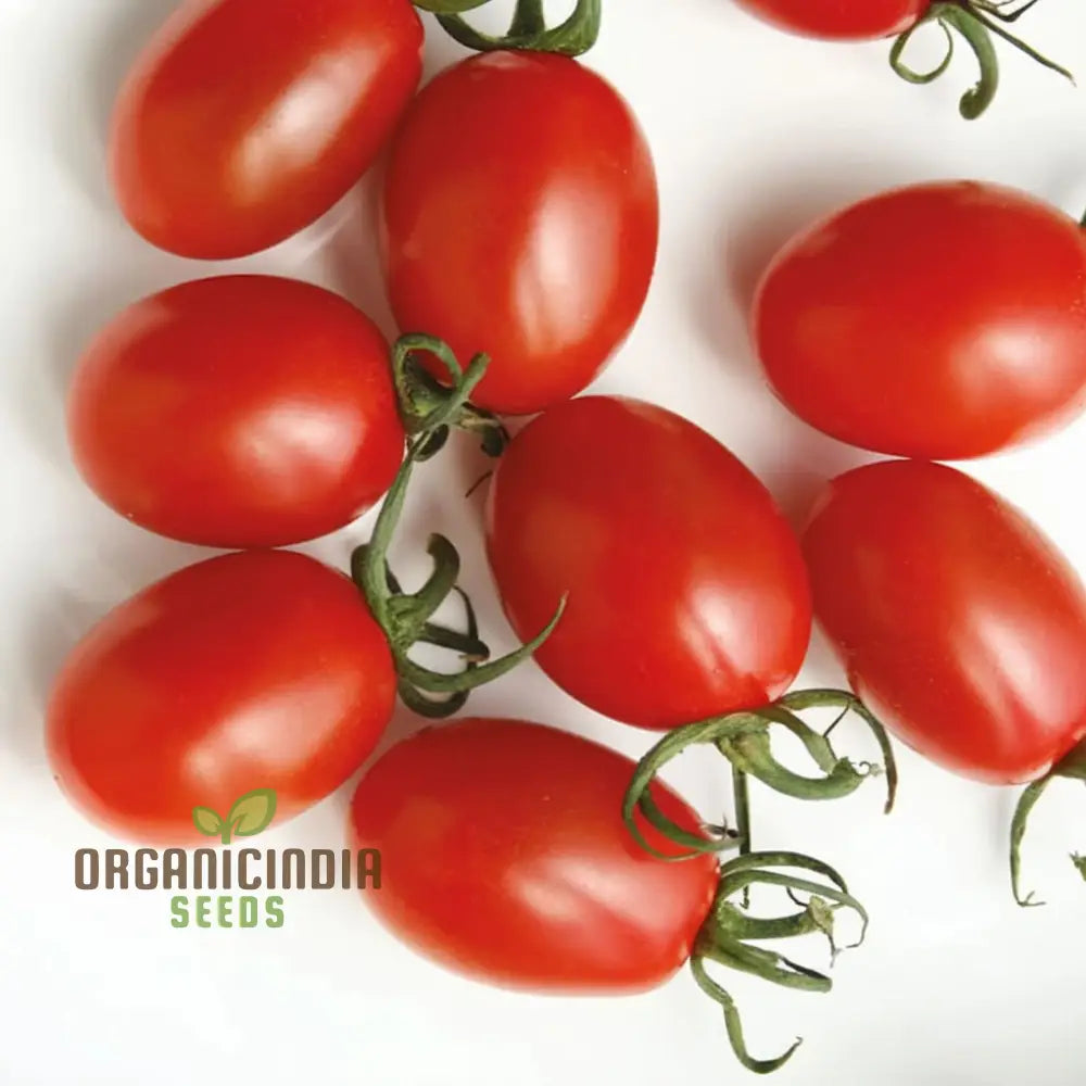 Sungrape Tomato Seeds - Grow Your Own Sweet And Juicy Tomatoes