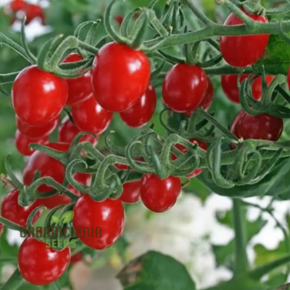 Sungrape Tomato Seeds - Grow Your Own Sweet And Juicy Tomatoes