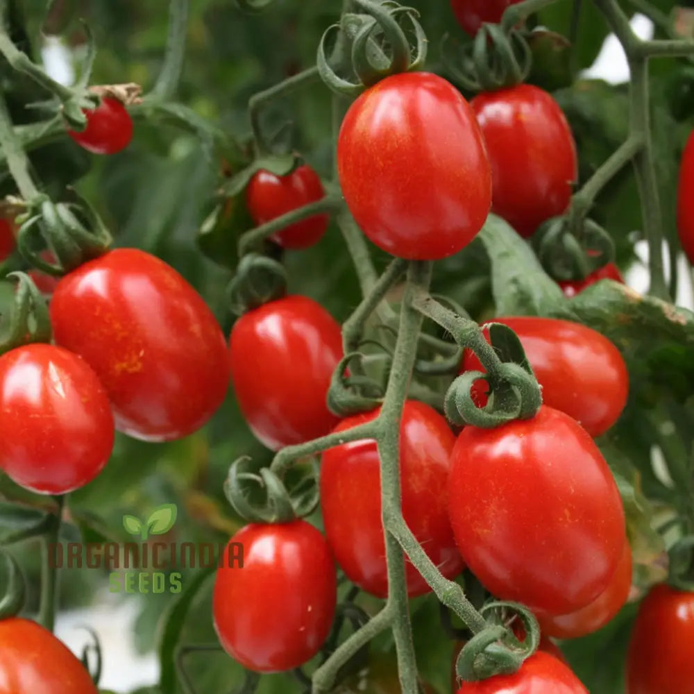 Sungrape Tomato Seeds - Grow Your Own Sweet And Juicy Tomatoes