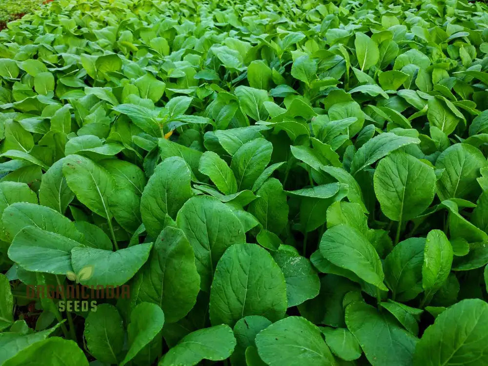 Sunny Spice Mustard Greens Seeds Cultivate Flavorful For Homegrown Delight Leafy