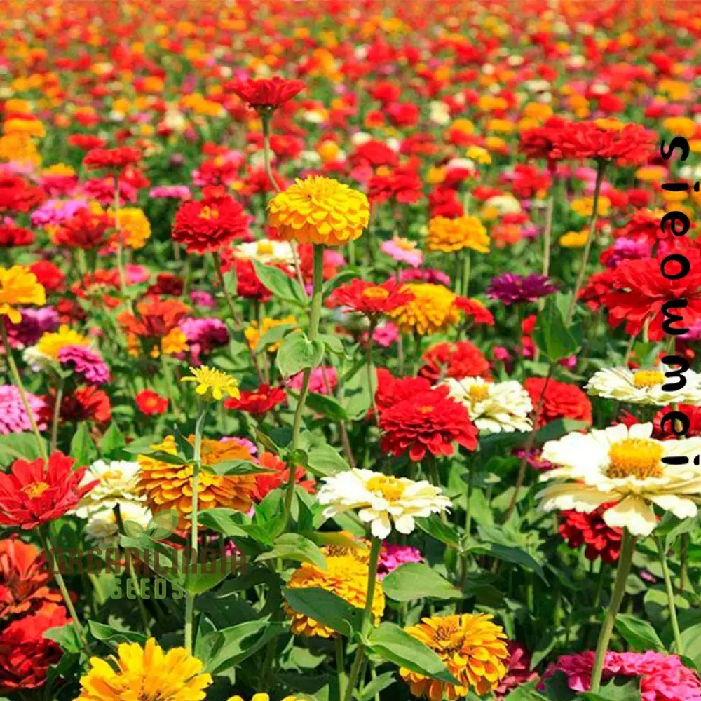 Sunset Mix - Orange Yellow & White Flower Seeds Blend For A Gorgeous Garden Display