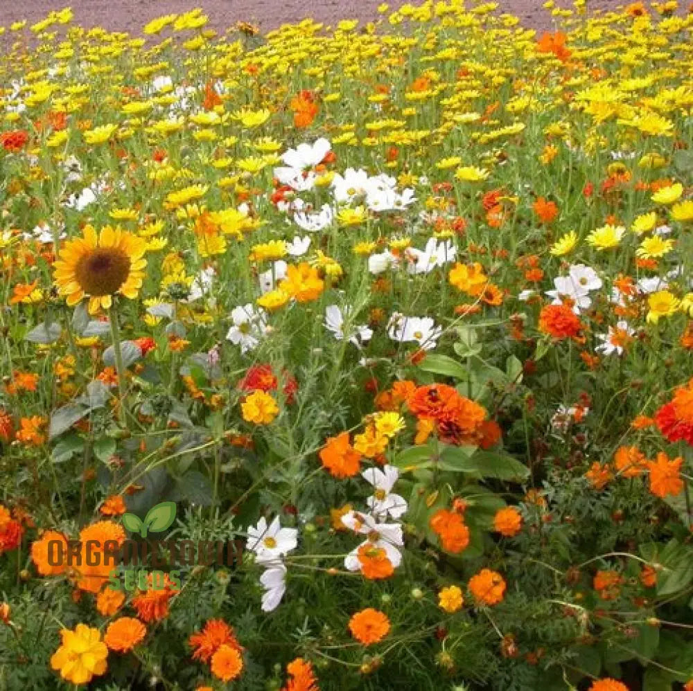 Sunset Mix - Orange Yellow & White Flower Seeds Blend For A Gorgeous Garden Display