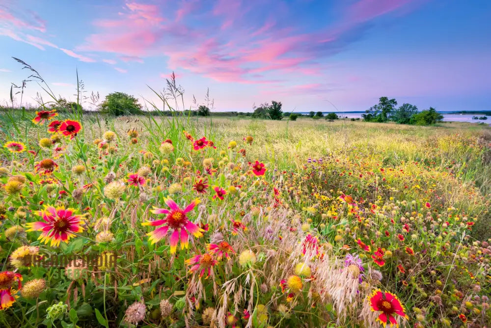 Sunset Mix - Orange Yellow & White Flower Seeds Blend For A Gorgeous Garden Display