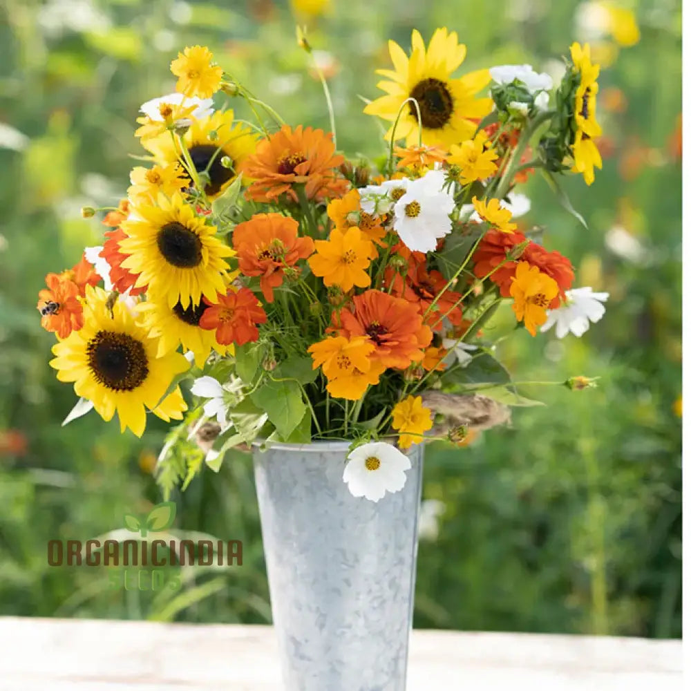 Sunset Mix - Orange Yellow & White Flower Seeds Blend For A Gorgeous Garden Display