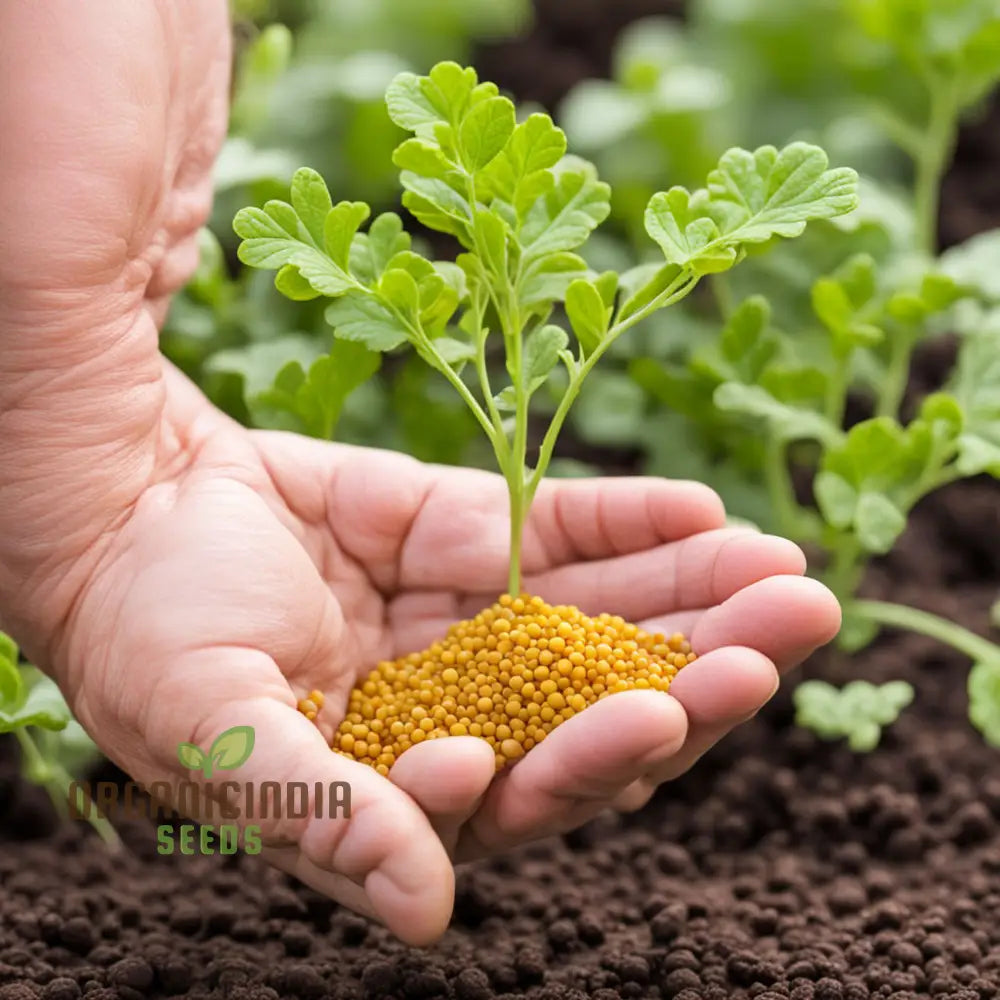 Sunshine’s Bounty Yellow Mustard Seeds Bask In Nature’s Radiance - Planting Vibrant Harvest Of