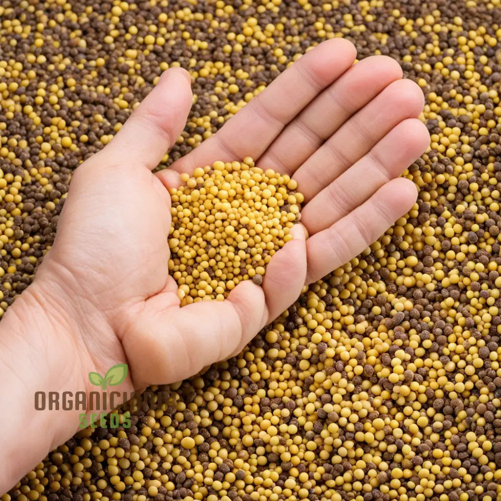 Sunshine’s Bounty Yellow Mustard Seeds Bask In Nature’s Radiance - Planting Vibrant Harvest Of