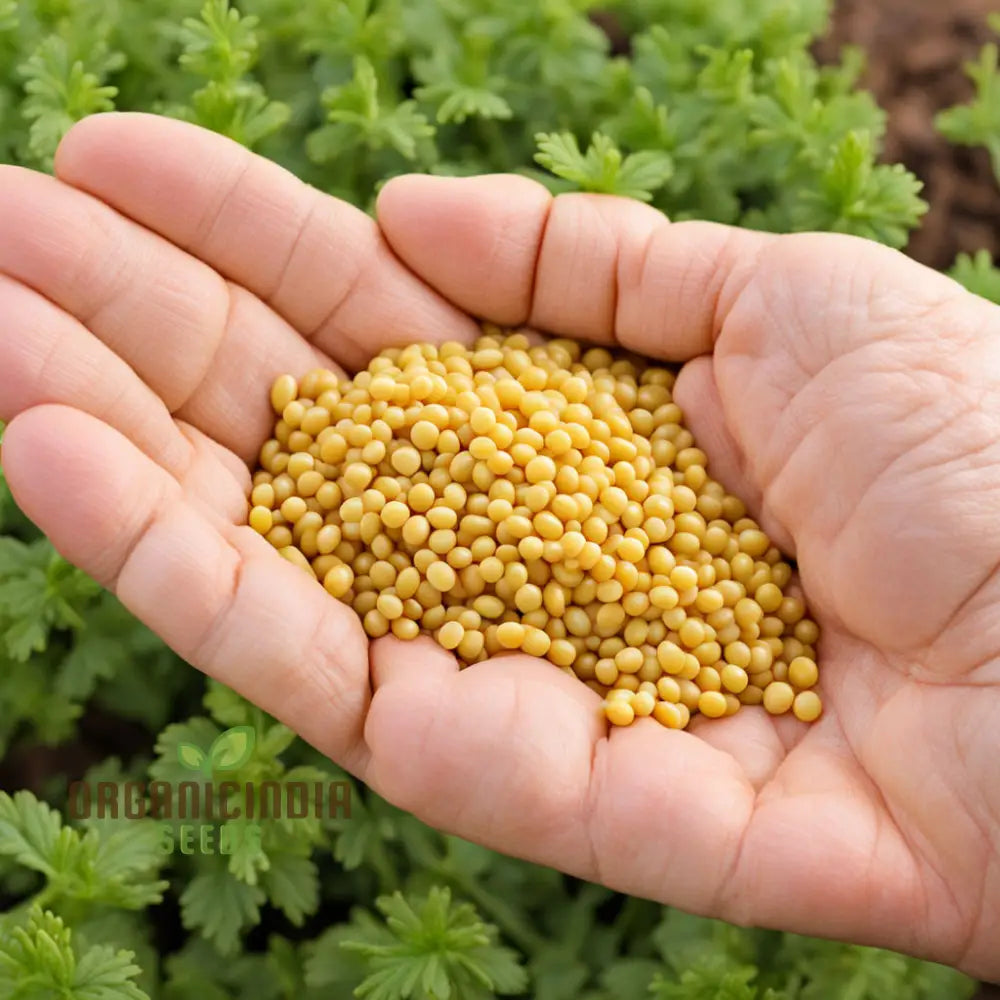 Sunshine’s Bounty Yellow Mustard Seeds Bask In Nature’s Radiance - Planting Vibrant Harvest Of