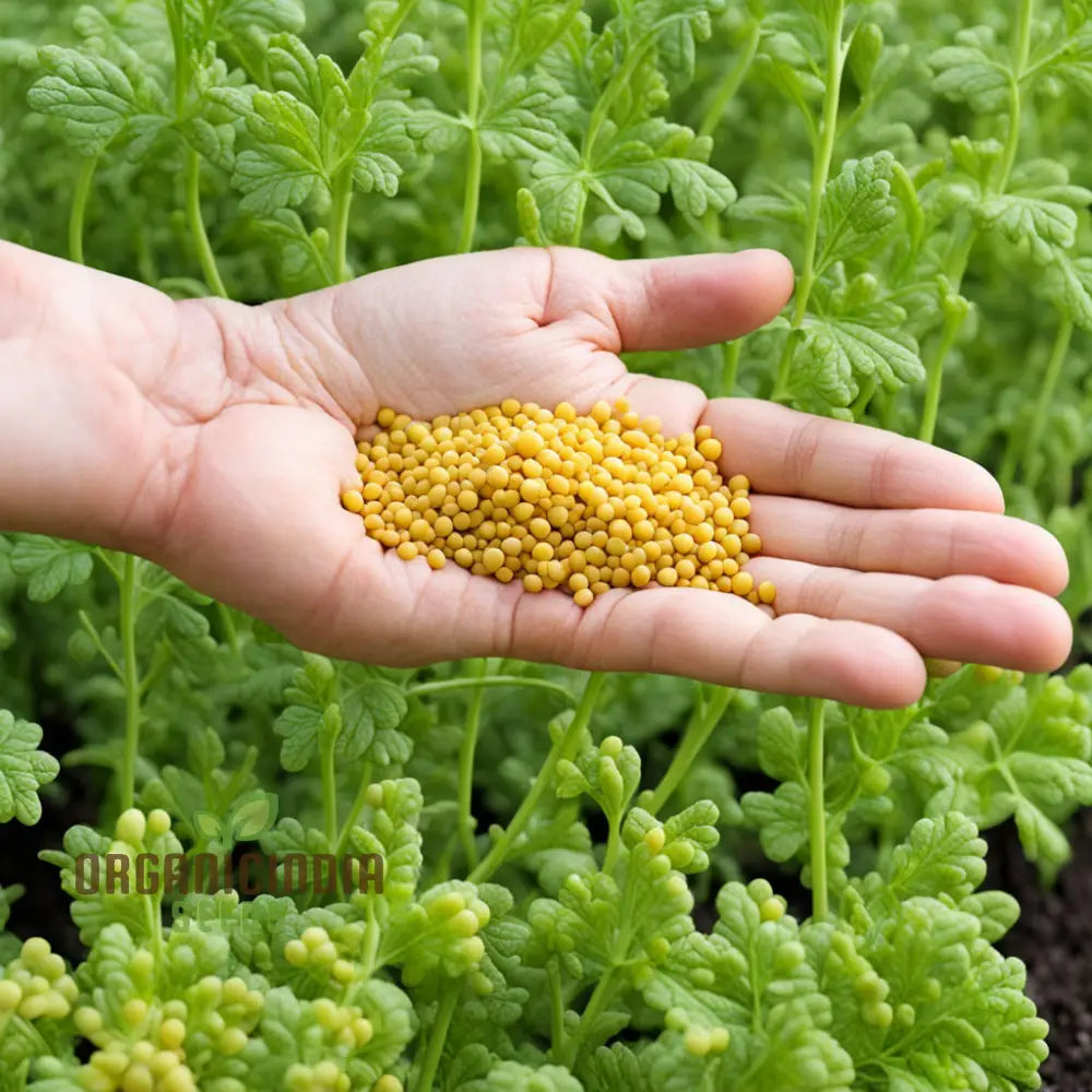 Sunshine’s Bounty Yellow Mustard Seeds Bask In Nature’s Radiance - Planting Vibrant Harvest Of