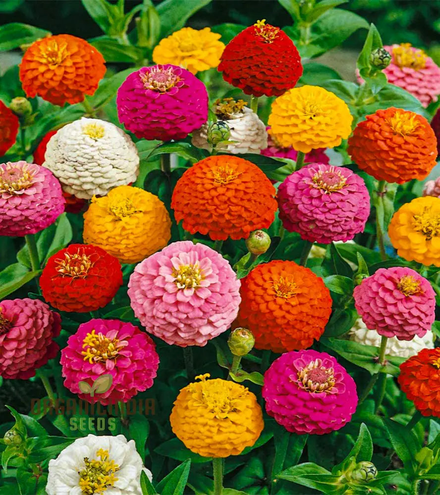 Super Giant Zinnia Mix Flower Seeds Planting - 100 Pcs Seeds