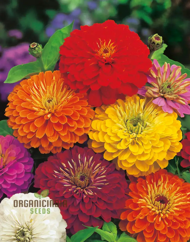 Super Giant Zinnia Mix Flower Seeds Planting - 100 Pcs Seeds