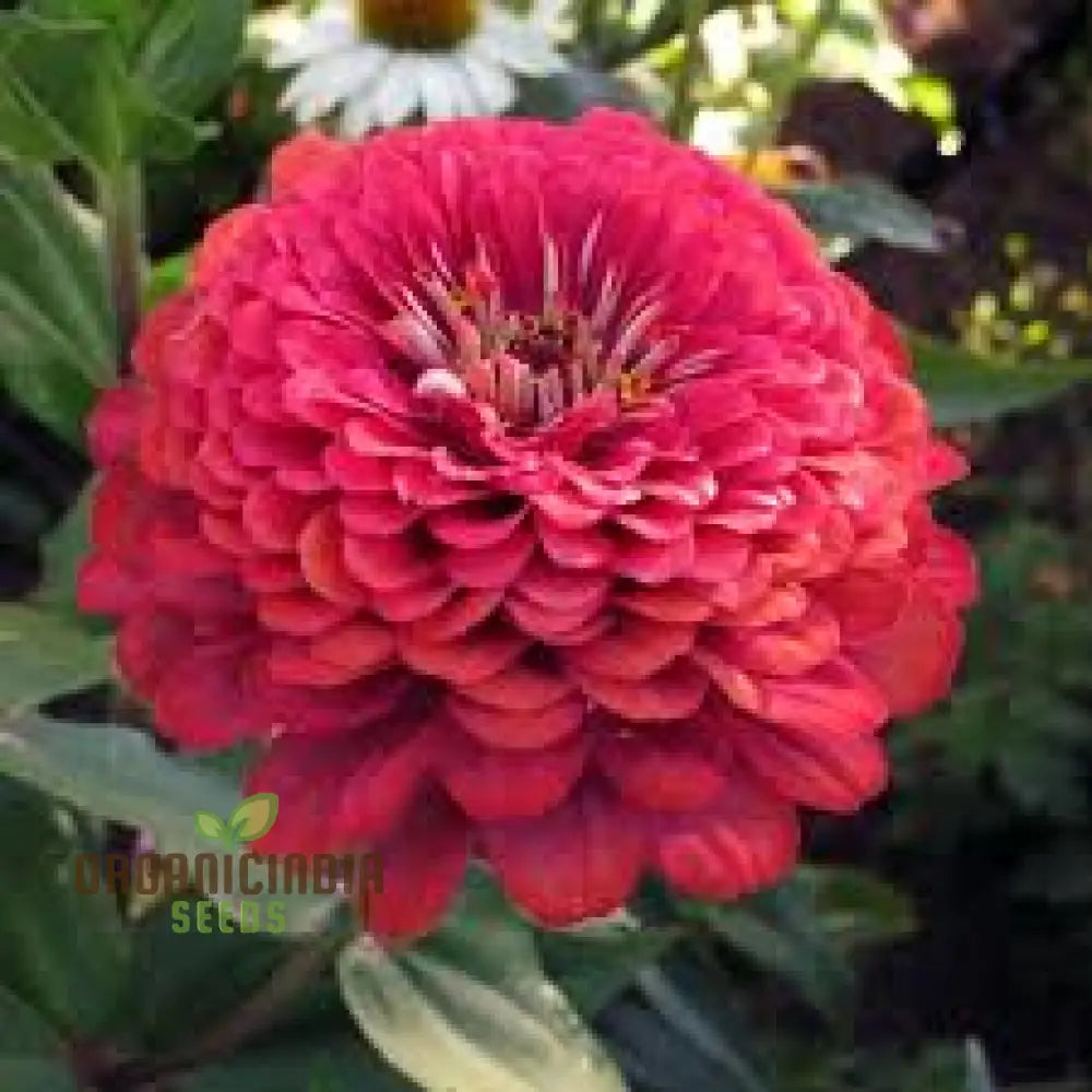 Super Giant Zinnia Mix Flower Seeds Planting - 100 Pcs Seeds