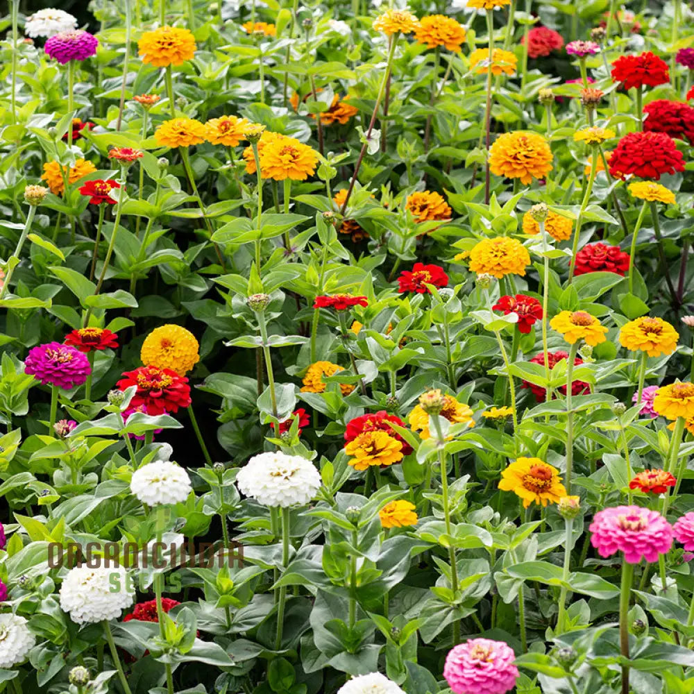 Super Giant Zinnia Mix Flower Seeds Planting - 100 Pcs Seeds