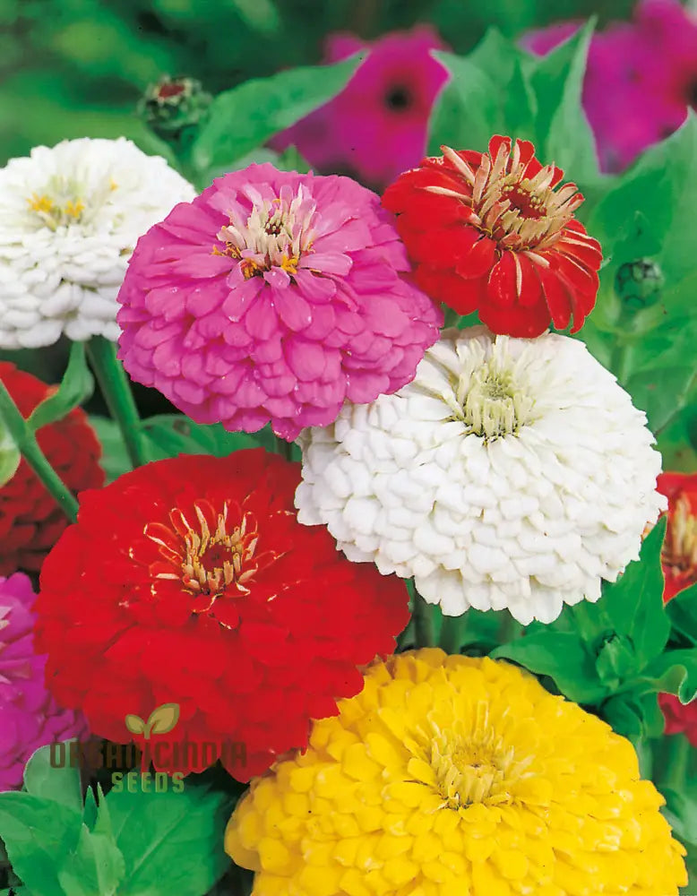 Super Giant Zinnia Mix Flower Seeds Planting - 100 Pcs Seeds