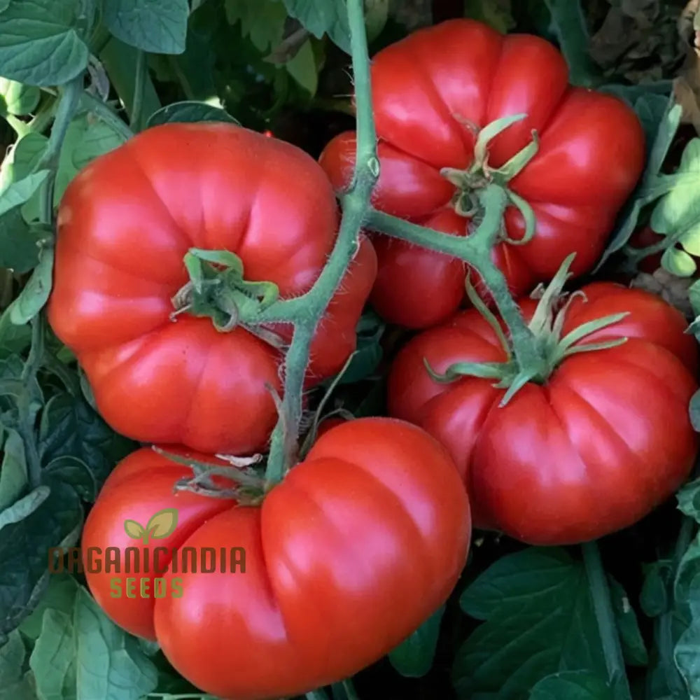 Super Marmande Tomato Seeds - Large And Flavorful Tomatoes For Your Garden