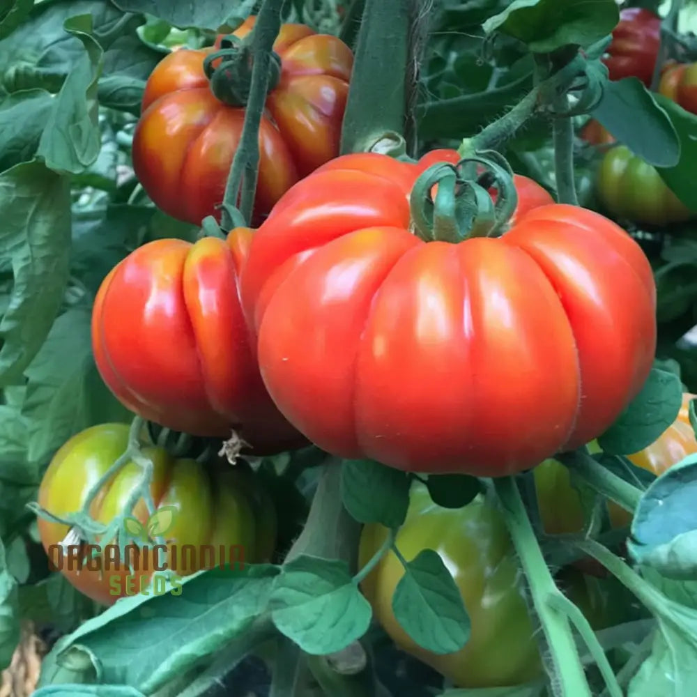 Super Marmande Tomato Seeds - Large And Flavorful Tomatoes For Your Garden