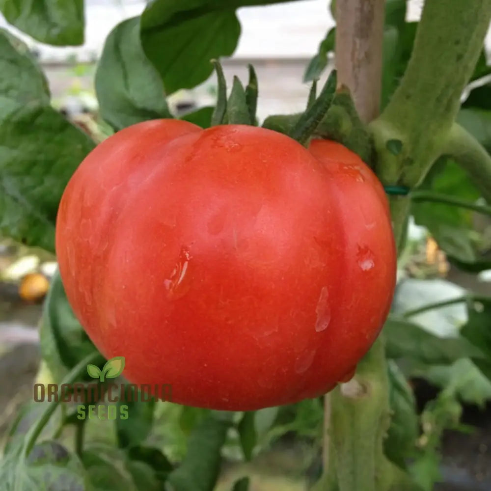 Super Marmande Tomato Seeds - Large And Flavorful Tomatoes For Your Garden