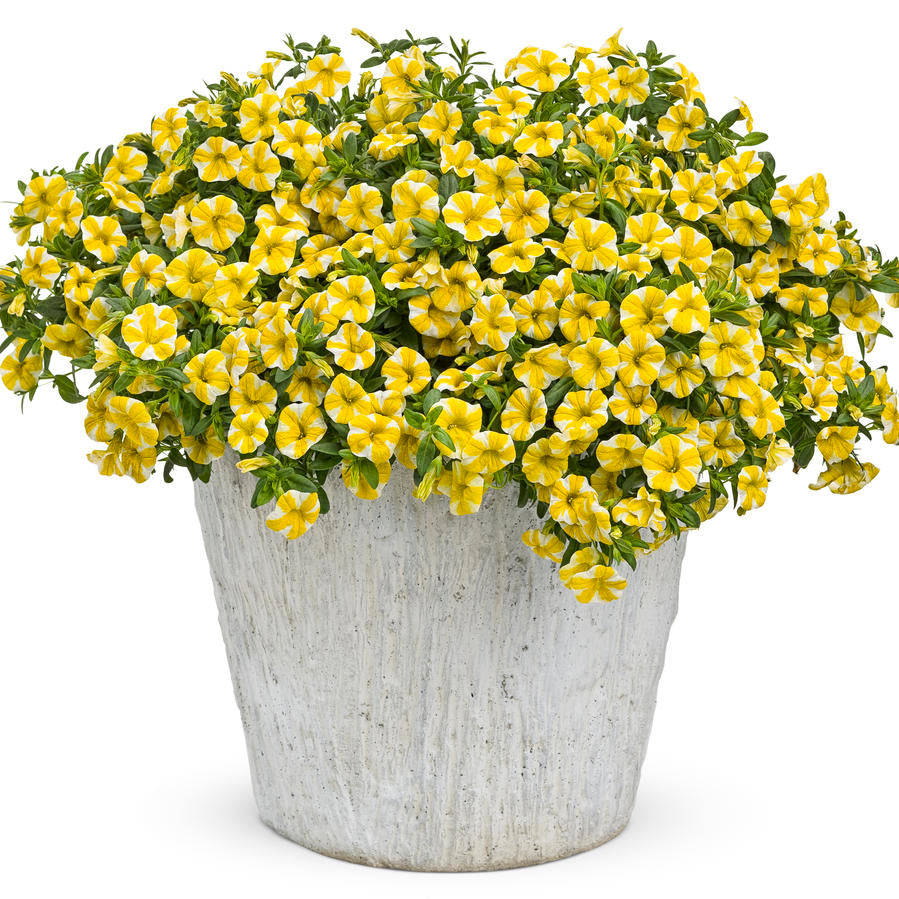 Superbells Lemon Slice Calibrachoa Seeds, Vibrant, Trailing Annual for Containers &amp Hanging Baskets