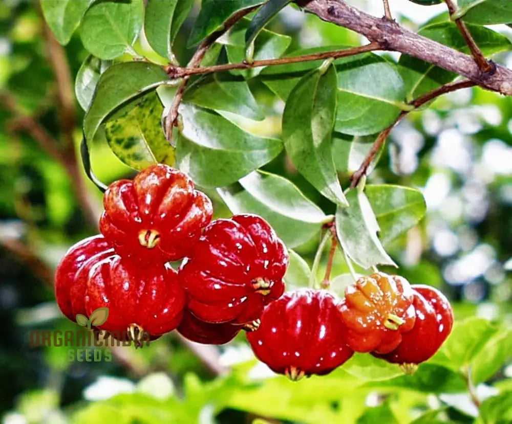 Surinam Cherry Fruit Seeds For Planting Enhance Your Garden With Exotic