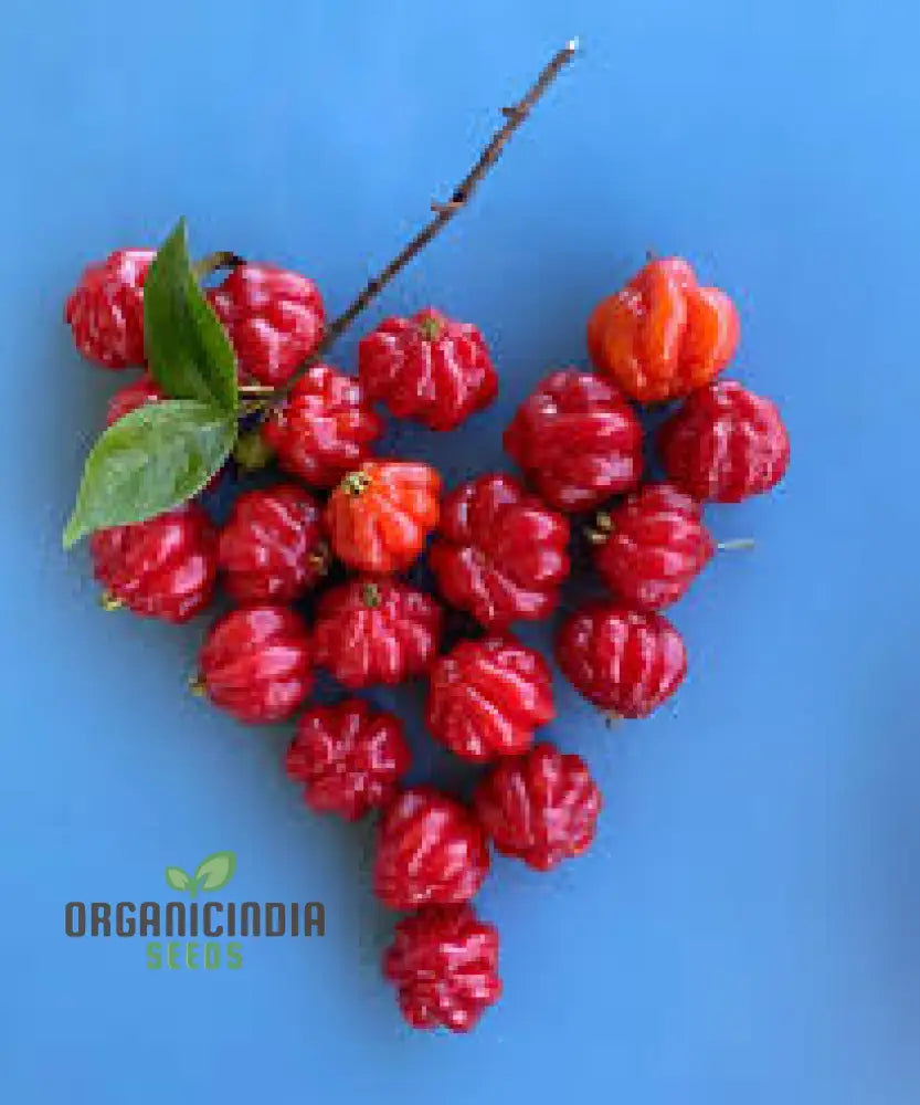 Surinam Cherry Fruit Seeds For Planting Enhance Your Garden With Exotic