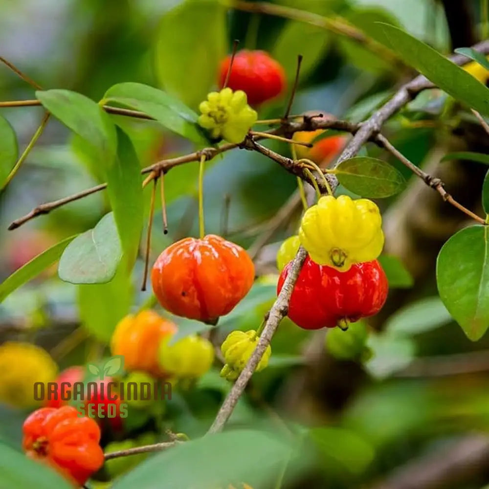 Surinam Cherry Fruit Seeds For Planting Enhance Your Garden With Exotic