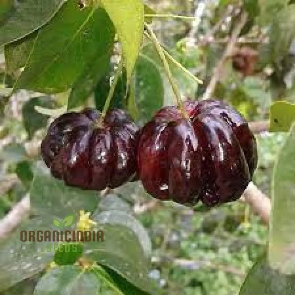 Surinam Cherry Fruit Seeds For Planting Enhance Your Garden With Exotic