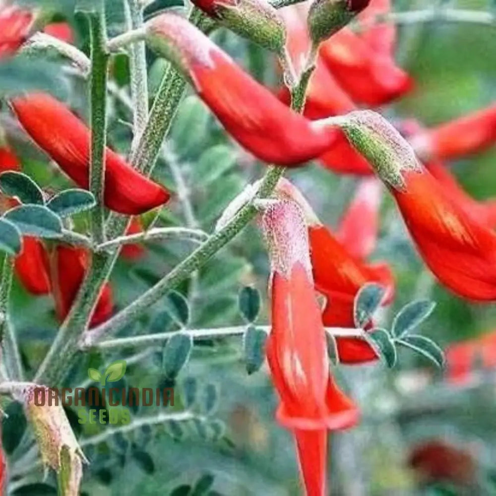 Sutherlandia Frutescens Seeds – Elevate Your Gardening Experience With This Powerful