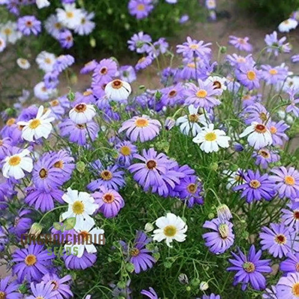 Swan River Daisy Mixed Flower Seeds For Planting Premium Vibrant Blooms Perfect Gardening Grow A