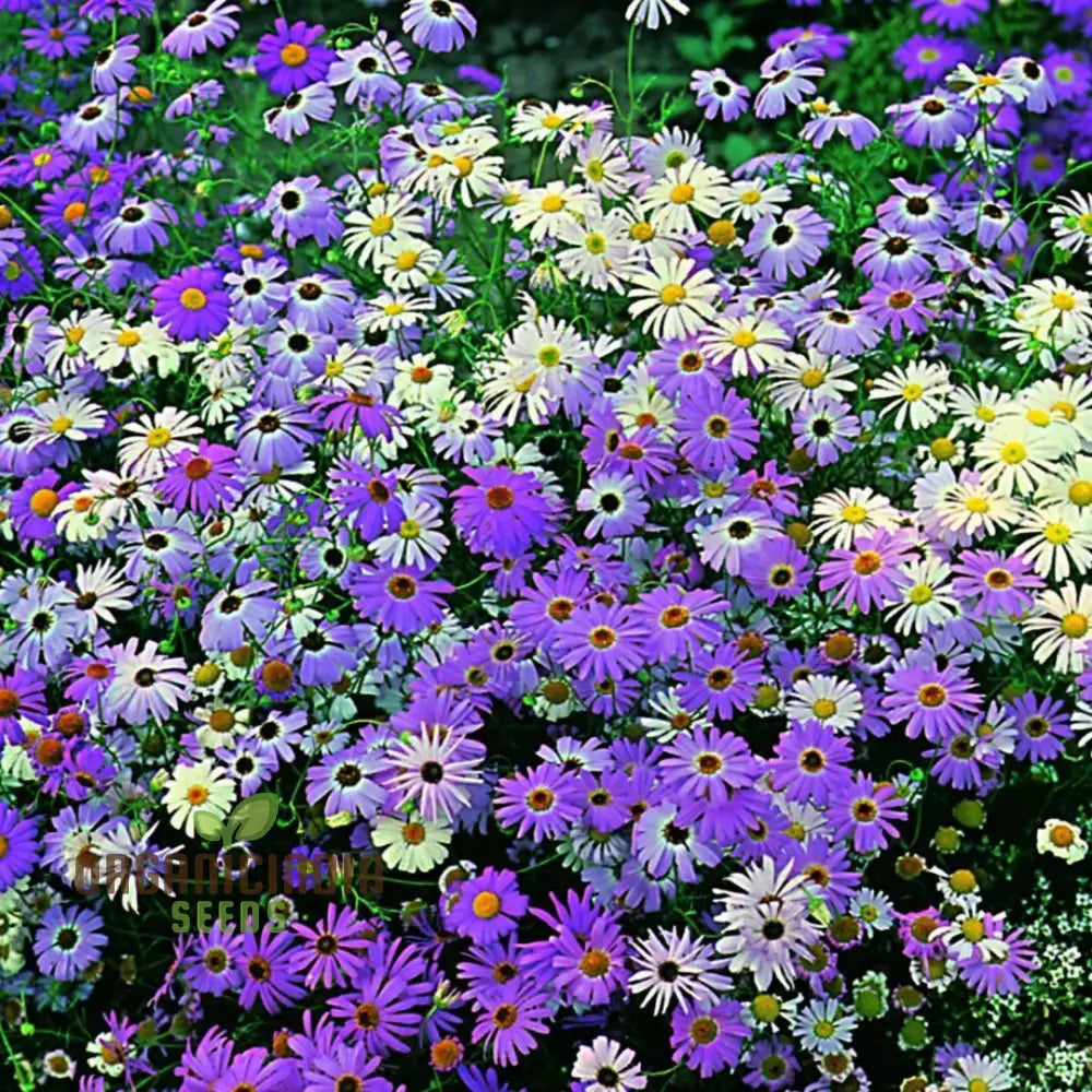 Swan River Daisy Mixed Flower Seeds For Planting Premium Vibrant Blooms Perfect Gardening Grow A