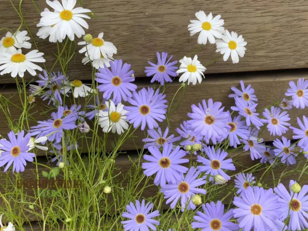 Swan River Daisy Mixed Flower Seeds For Planting Premium Vibrant Blooms Perfect Gardening Grow A