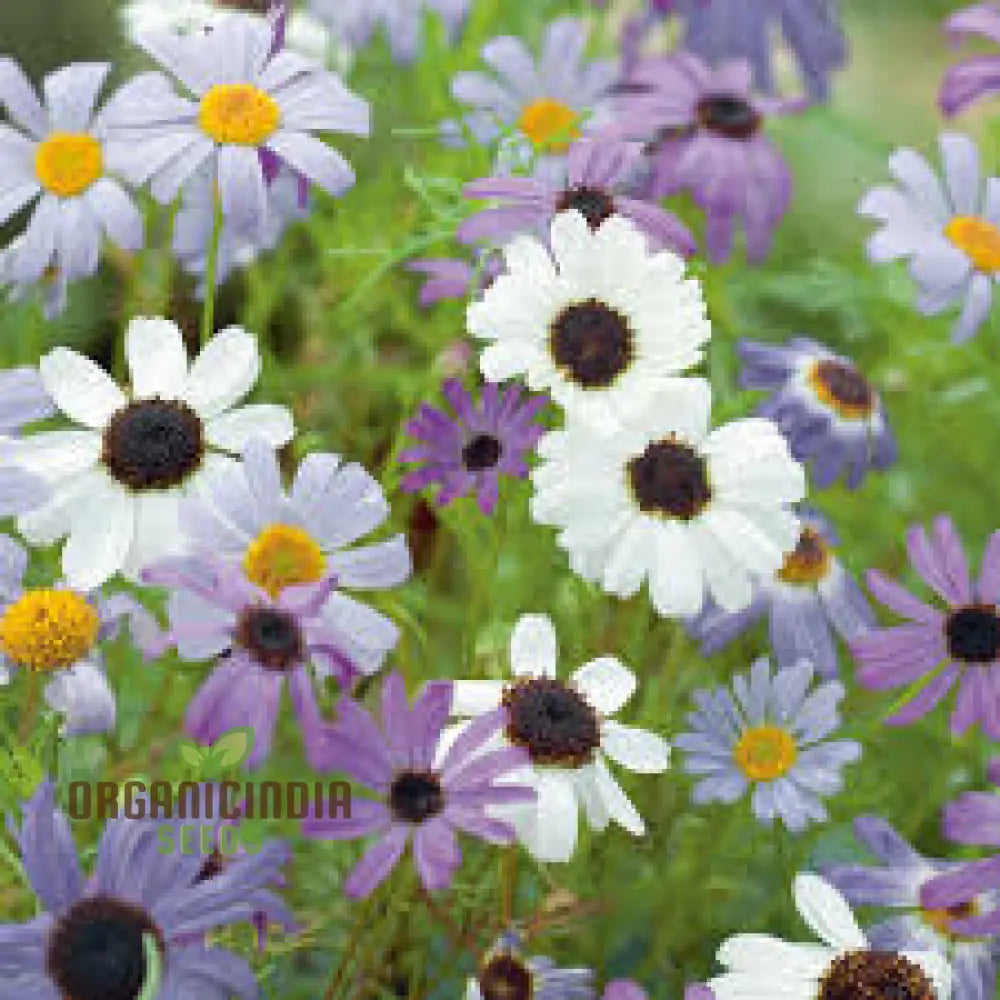 Swan River Daisy Mixed Flower Seeds For Planting Premium Vibrant Blooms Perfect Gardening Grow A