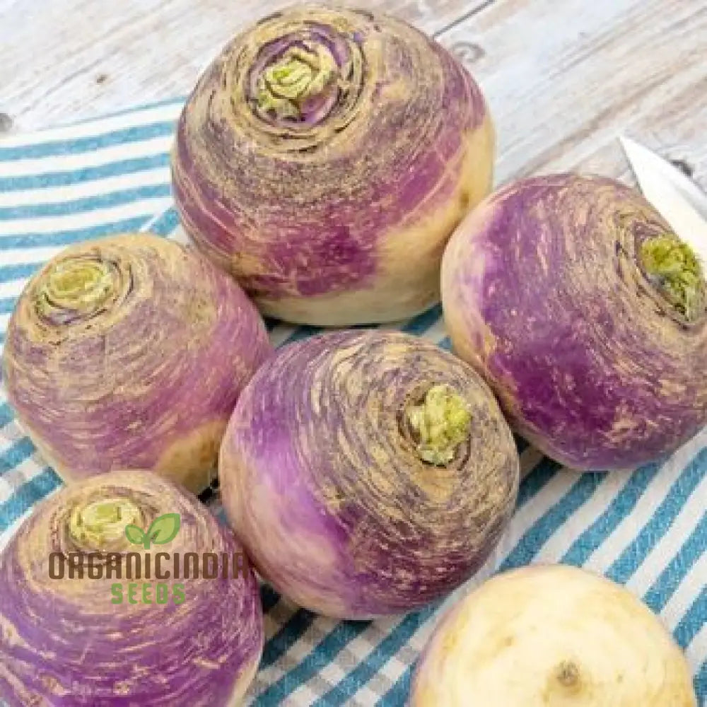 Swede - Champion Purple Top Seeds For Planting And Gardening | Premium Quality