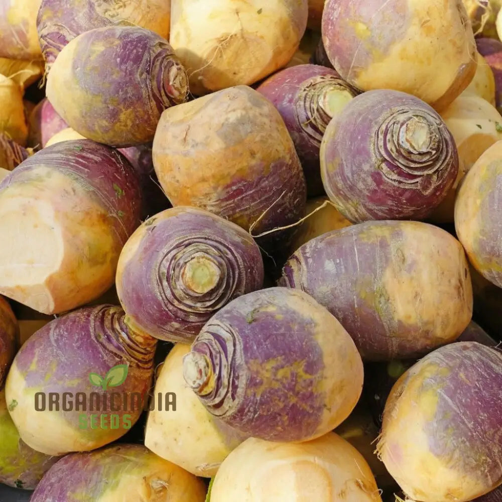 Swede Gowrie Vegetable Seeds High Yield Disease-Resistant Ideal For Cool Climate Gardens