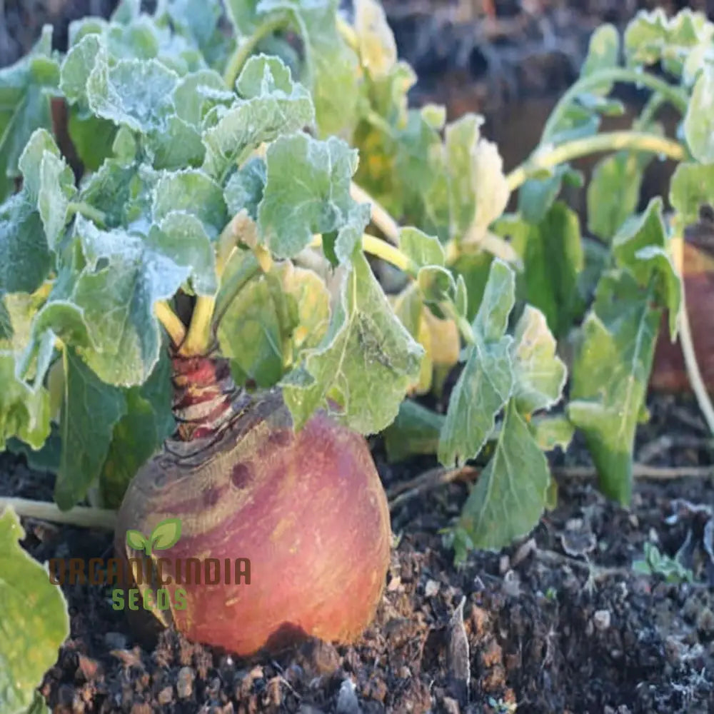 Swede Gowrie Vegetable Seeds High Yield Disease-Resistant Ideal For Cool Climate Gardens