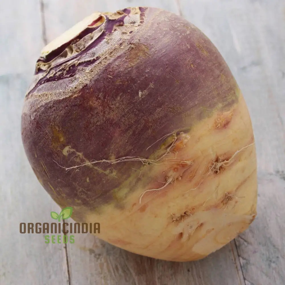 Swede Invitation (Turnip) Seeds For Planting High-Yield Nutritious For Your Vegetable Garden