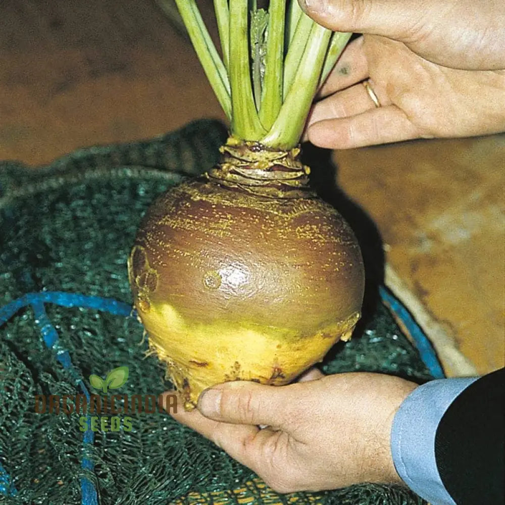 Swede Invitation (Turnip) Seeds For Planting High-Yield Nutritious For Your Vegetable Garden