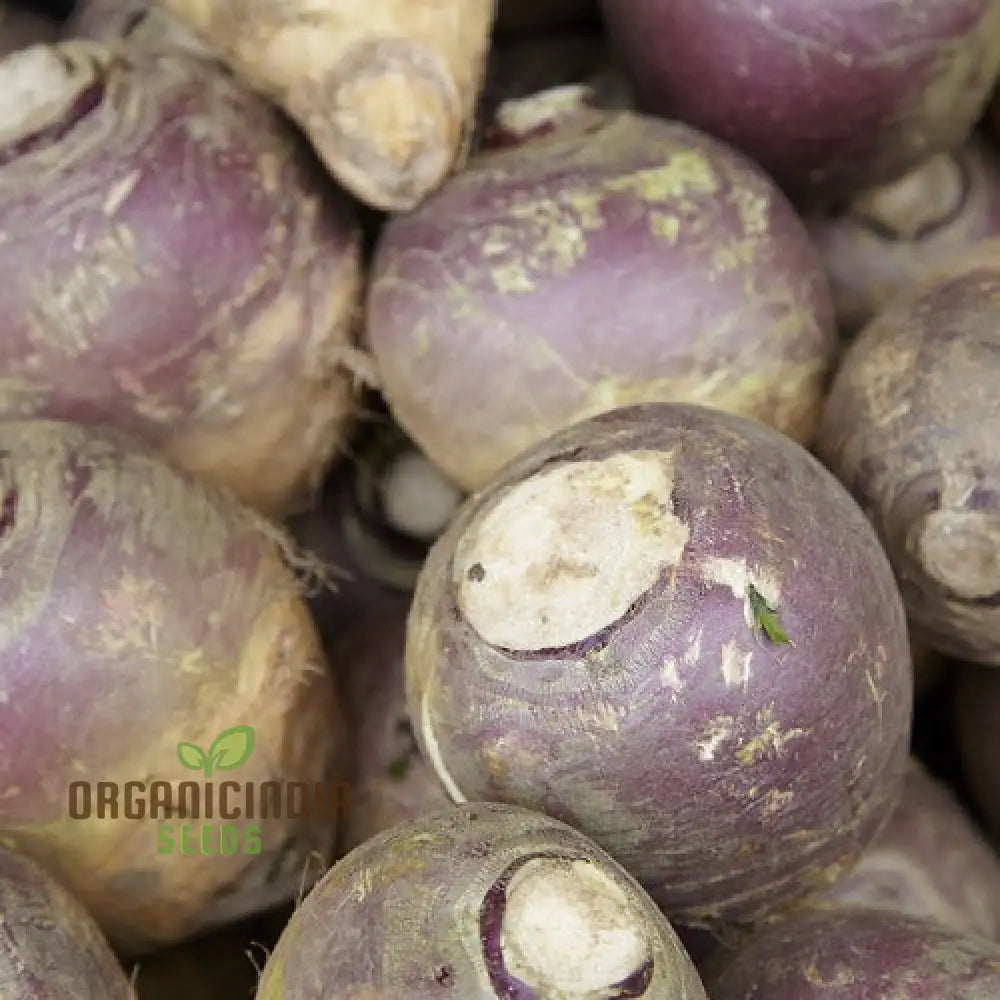 Swede Invitation (Turnip) Seeds For Planting High-Yield Nutritious For Your Vegetable Garden