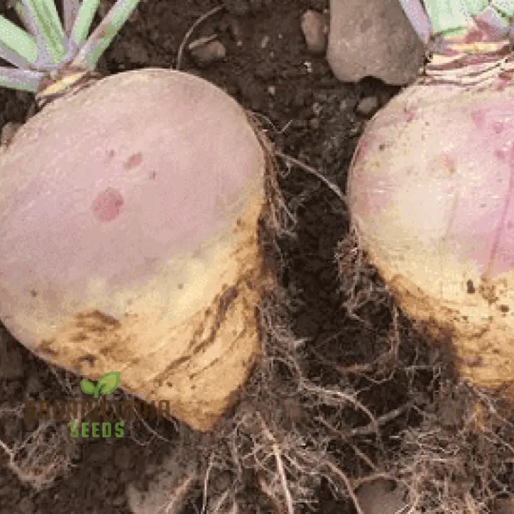 Swede Invitation (Turnip) Seeds For Planting High-Yield Nutritious For Your Vegetable Garden