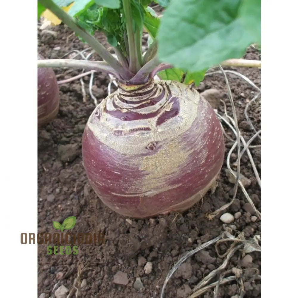 Swede Marian Vegetable Seeds Cultivate Flavorful And Nutritious Swedes With Expert Tips For