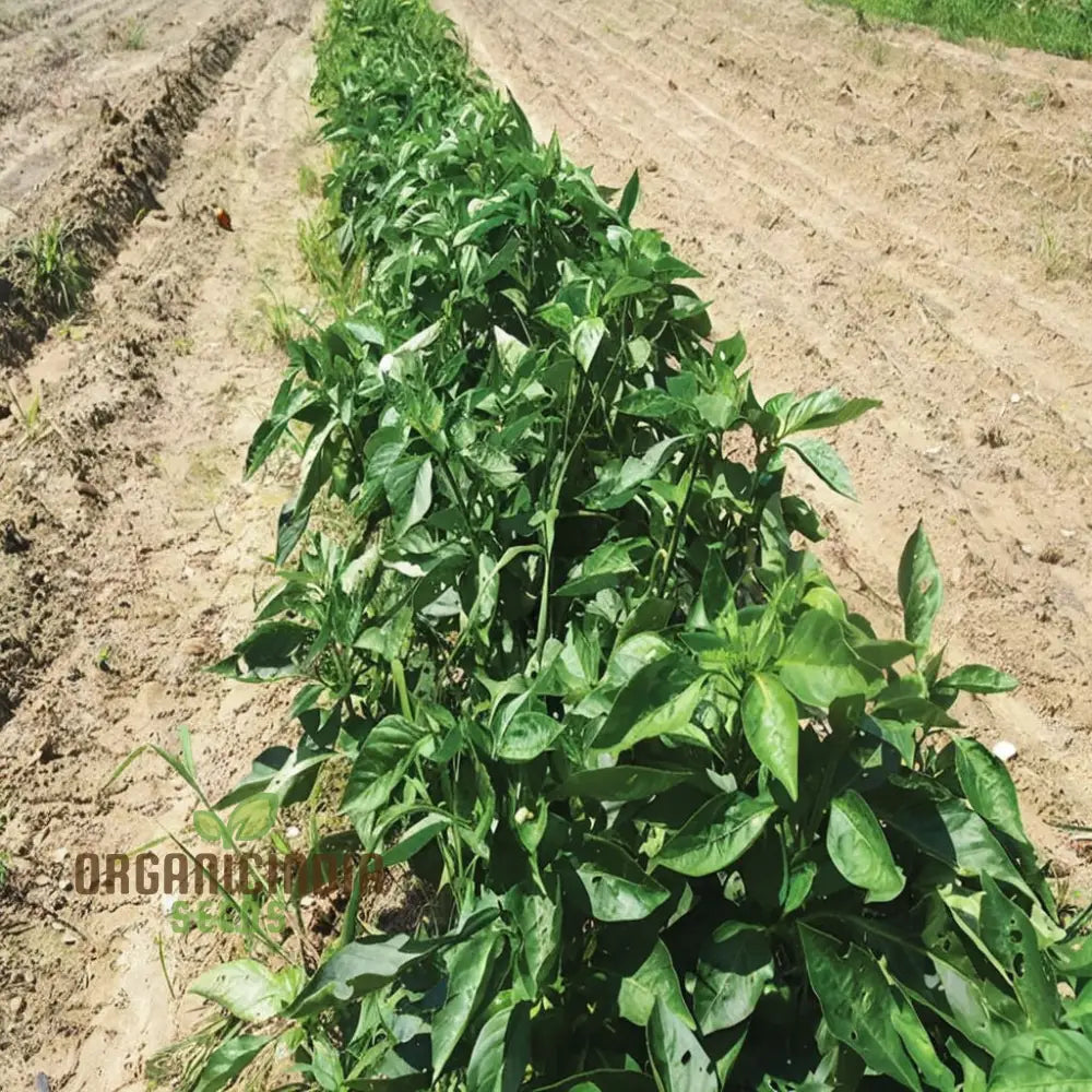 Sweet Banana Pepper Vegetable Seeds For Planting And Gardening With High Quality