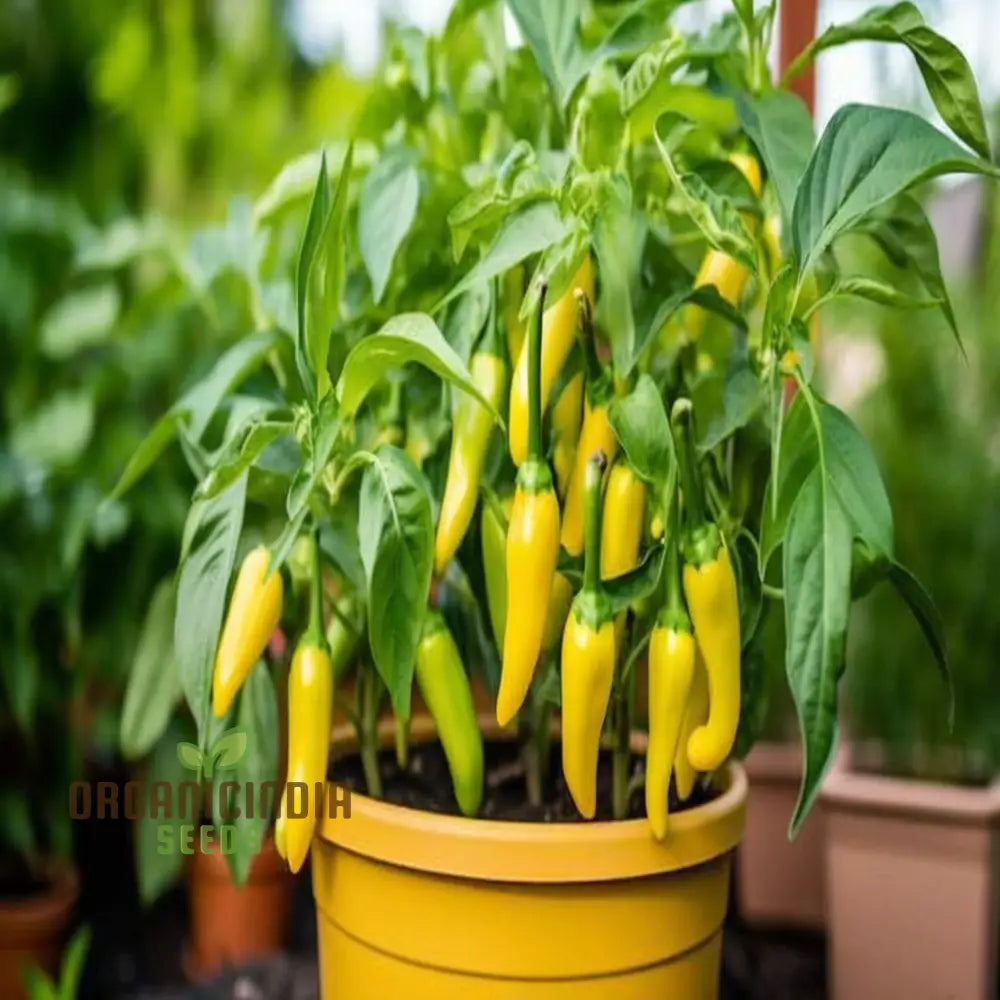 Sweet Banana Pepper Vegetable Seeds For Planting And Gardening With High Quality