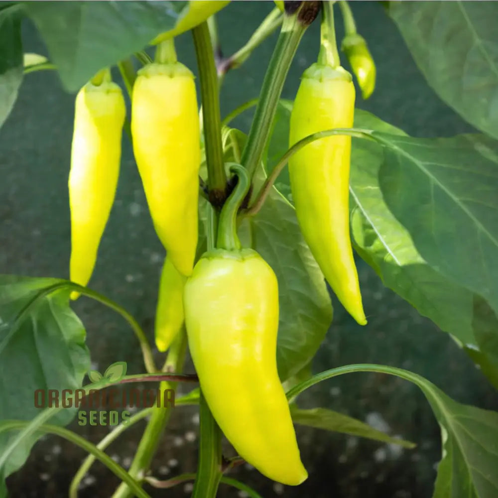 Sweet Banana Pepper Vegetable Seeds For Planting And Gardening With High Quality