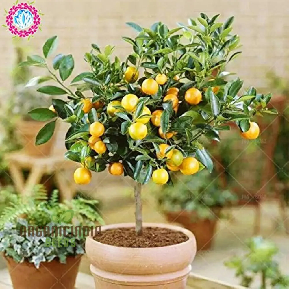 Sweet Kumquat Fruit Seeds - Organic For Planting Orange 100 Pcs