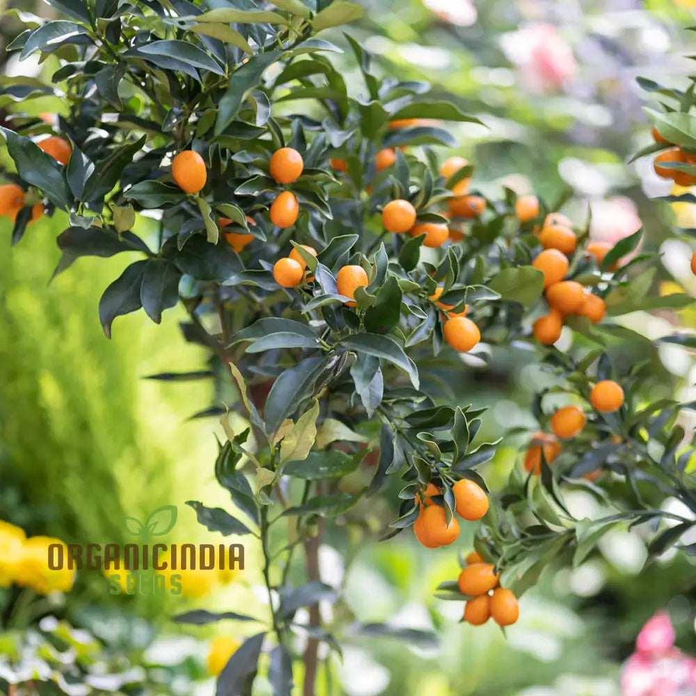 Sweet Kumquat Fruit Seeds - Organic For Planting Orange 100 Pcs