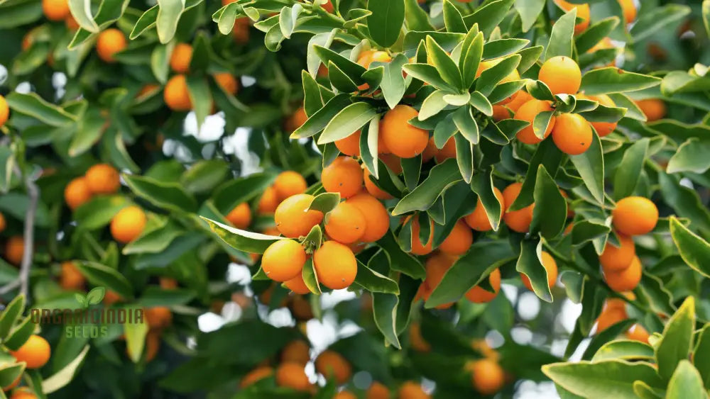 Sweet Kumquat Fruit Seeds - Organic For Planting Orange 100 Pcs