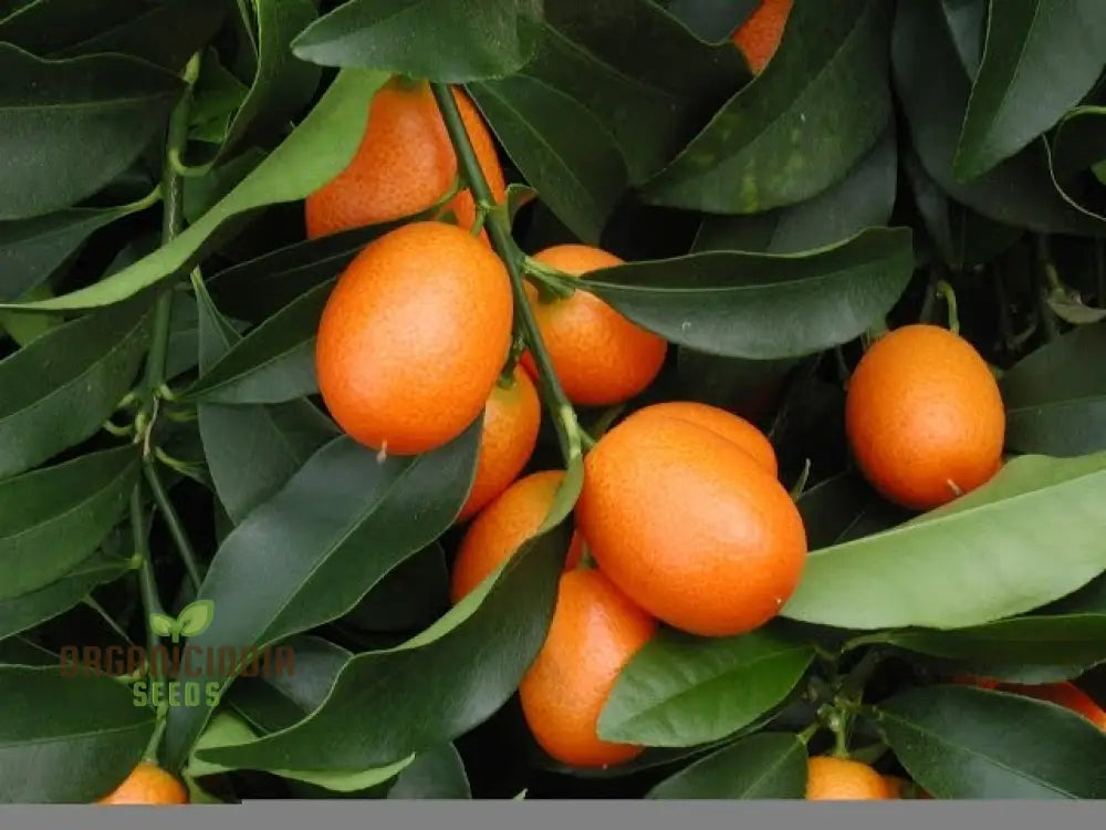 Sweet Kumquat Fruit Seeds - Organic For Planting Orange 100 Pcs