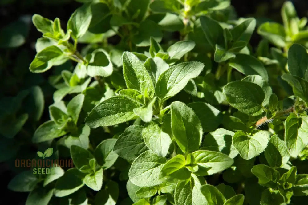 Sweet Marjoram Seeds For Planting - Prescott Fond Blanc Variety Ideal Gardening Enthusiasts Seeking