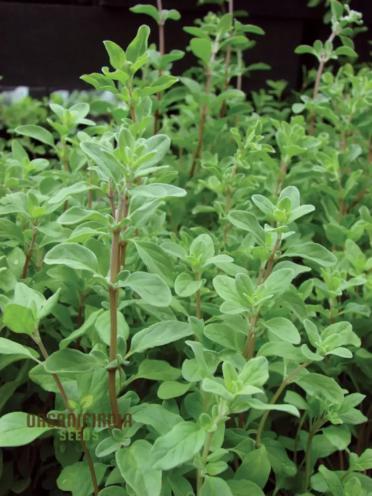 Sweet Marjoram Seeds For Planting - Prescott Fond Blanc Variety Ideal Gardening Enthusiasts Seeking